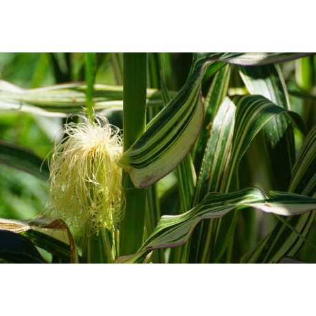 Zea mays 'Variegata' -  (graines / seeds)