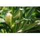 Zea mays 'Variegata' -  (graines / seeds)