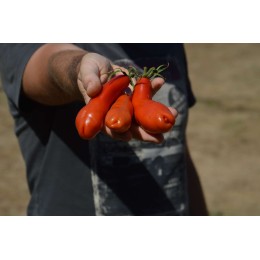 Tomate ancienne  'Bowling Pin'  - Tomate zizi (Graines / seeds)