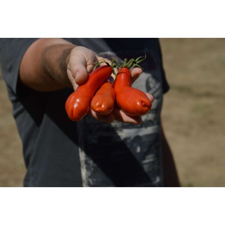 Tomate ancienne  'Bowlin Pin' (Graines / seeds)