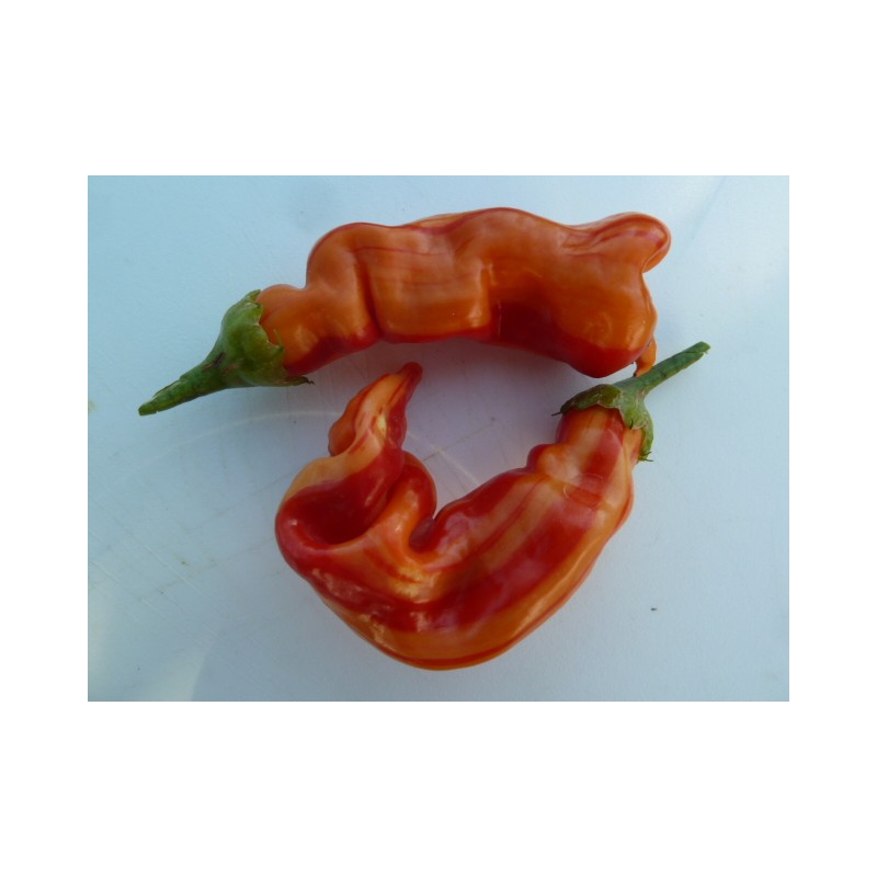 Graines-Seeds Piment, 5 variétés minimum, Capsicum annuum