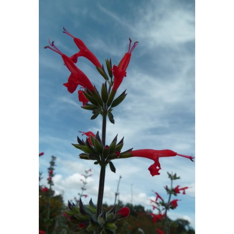 Salvia coccinea 'Yucatan's Giant' - Sauge écarlate, Sauge du Texas (graines / seeds)