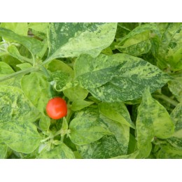 Capsicum chinense 'Ninfadora' - Piment (Graines/seeds)