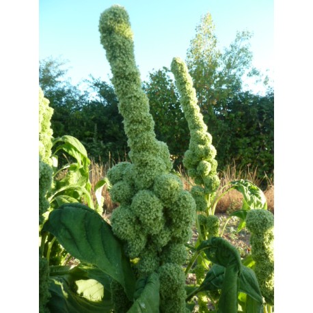 Amaranthus sp. 'Green Tower'  - Amarante géante verte (Graines / seeds)