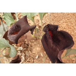 Aristolochia chilensis - Aristoloche Oreille de Zorro (graines / seeds)