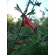 Salvia coccinea 'Yucatan's Giant' - Sauge écarlate, Sauge du Texas (graines / seeds)