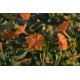 Mirabilis jalapa 'Orange' - Belle de nuit (graines / seeds) BIO