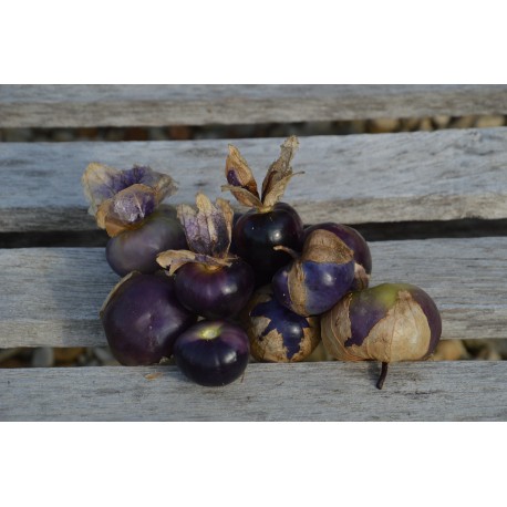 Physalis ixiocarpa 'Violet' - Tomatillo  (Graines / Seeds)