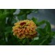 Zinnia 'Orange Queen' - Zinnia (Graines / Seeds)