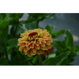 Zinnia 'Orange Queen' - Zinnia (Graines / Seeds)