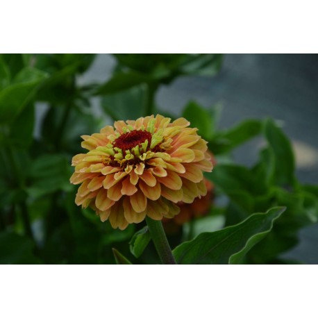 Zinnia 'Orange Queen' - Zinnia (Graines / Seeds)