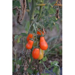 Tomate cerise 'Poire rouge' (Graines / seeds)