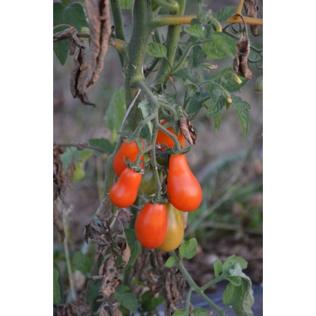 Tomate cerise 'Poire rouge' (Graines / seeds)