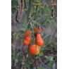 Tomate cerise 'Poire rouge' (Graines / seeds)