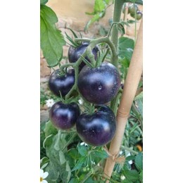 Tomate cerise 'Blue Berrie' (Graines / seeds)