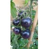 Tomate cerise 'Blue Berrie' (Graines / seeds)