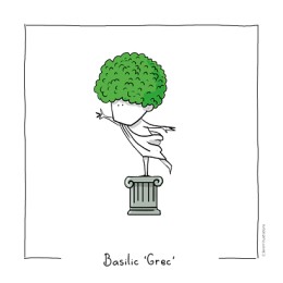 Basilic nain “Grec” – Ocimum basilicum – Bio - Humour et jardin