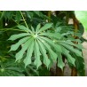 Manihot grahamii - Manioc rustique (plant) P3L
