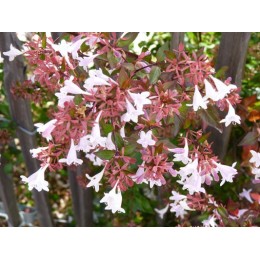 Abelia X grandiflora