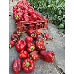 Capsicum annuum 'Ruby King' - Poivron rouge (Graines / Seeds)