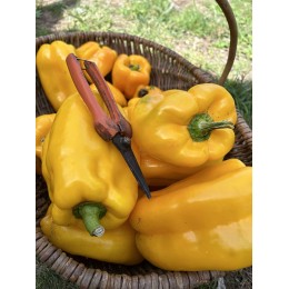 Capsicum annuum 'Sweet Jemison' - Poivron jaune (Graines / Seeds)