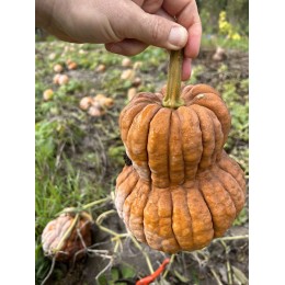 Cucurbita moschata 'Shishigatani' - Courge musquée (Graines / Seeds)