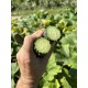 Cucumis sativus 'Soo yoh long' - Concombre (Graines / Seeds)