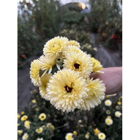 Souci 'Ivory Princess' - Calendula officinalis (Graines / Seeds)