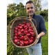 Capsicum annuum 'Ruby King' - Poivron rouge (Graines / Seeds)