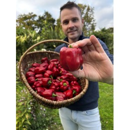 Capsicum annuum 'Popti' - Poivron rouge (Graines / Seeds)