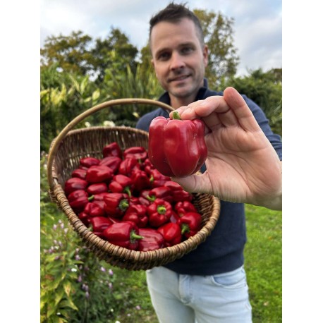 Capsicum annuum 'Ruby King' - Poivron rouge (Graines / Seeds)