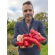 Capsicum annuum 'Popti' - Poivron rouge (Graines / Seeds)