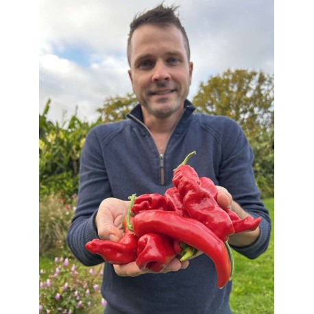 Capsicum annuum 'Popti' - Poivron rouge (Graines / Seeds)