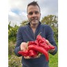 Capsicum annuum 'Rokita' - Poivron rouge (Graines / Seeds)