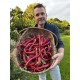 Capsicum annuum 'Popti' - Poivron rouge (Graines / Seeds)