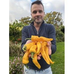 Capsicum annuum 'Petit Jaune d'antibes' - Poivron jaune (Graines / Seeds)