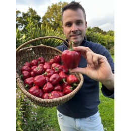 Capsicum annuum 'Petit carré de Nice' - Poivron rouge (Graines / Seeds)