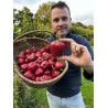 Capsicum annuum 'Petit carré de Nice' - Poivron rouge (Graines / Seeds)