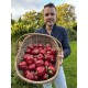 Capsicum annuum 'Petit Jaune d'antibes' - Poivron jaune (Graines / Seeds)