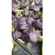 Ocimum basilicum 'AJAKA' - Basilic