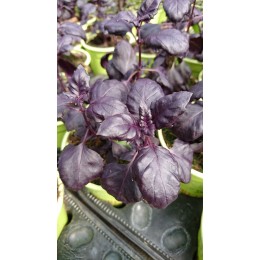 Ocimum basilicum 'Rosie' - Basilic pourpre ( Graines / Seeds)