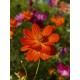 Cosmos 'Alex orange rouge' - Cosmos sulphureus (Graines / Seeds)