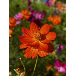 Cosmos 'Alex orange rouge' - Cosmos sulphureus (Graines / Seeds)