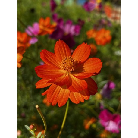 Cosmos 'Alex orange rouge' - Cosmos sulphureus (Graines / Seeds)