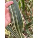Zea mays 'Variegata' -  (graines / seeds)