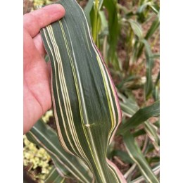 Zea mays 'Variegata' -  (graines / seeds)