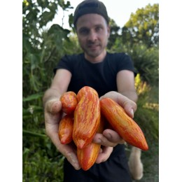 Solanum lycopersicum Dwarf 'Pepper Like Stripe' - Tomate (Graines / Seeds)