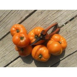 Solanum lycopersicum Dwarf 'Loxton' - Tomate (Graines / Seeds)