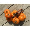 Solanum lycopersicum Dwarf 'Loxton' - Tomate (Graines / Seeds)