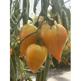 Solanum lycopersicum ' 'Zolotye Gory Medeo' - Tomate (Graines / Seeds)